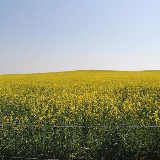 A vast field of yellow canola flowers stretches toward the horizon under a clear blue sky, with a wire fence visible in the foreground.