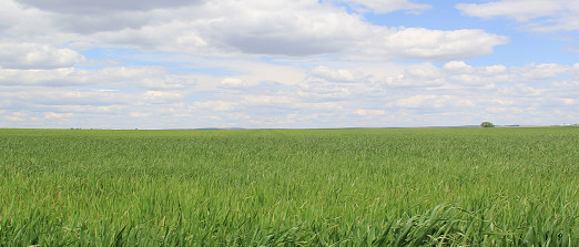 A vast green field of tall grass stretches to the horizon under a partly cloudy sky, with only a few distant trees visible.