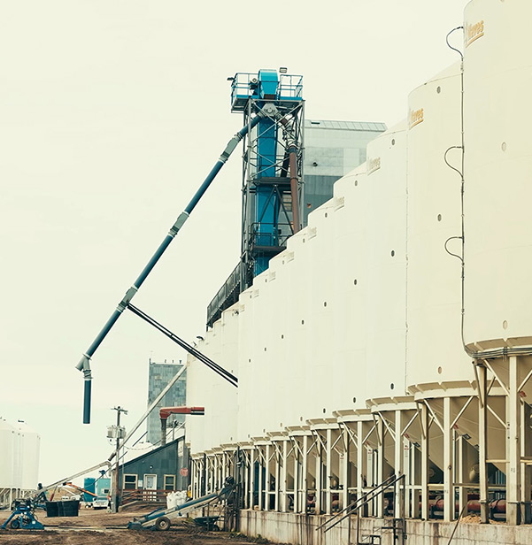 A row of large white grain silos stands beside an industrial conveyor system and machinery under an overcast sky at an agricultural processing facility.