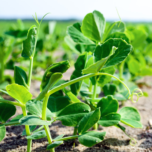 Close-up of healthy green pea plants growing in a field, their tendrils and leaves reaching upwards, with blurred soil and more plants visible in the background under natural sunlight.