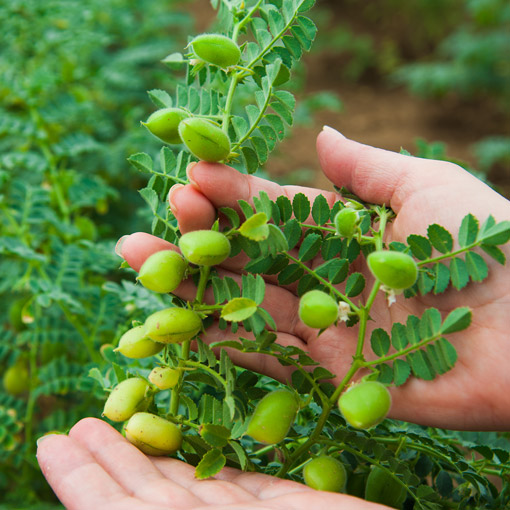A close-up of two hands gently holding green chickpea pods growing on a plant, with lush green leaves and several unripe chickpeas visible.